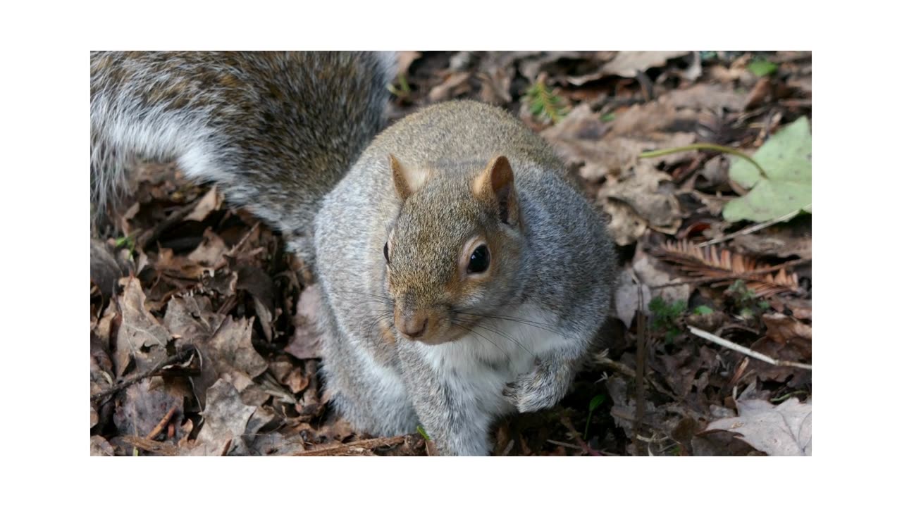 ANIMALE A QUATTRO ZAMPE