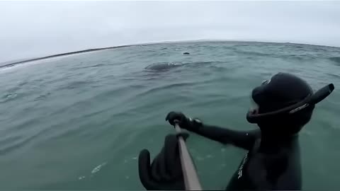 Attacked by a Southern Elephant Seal!