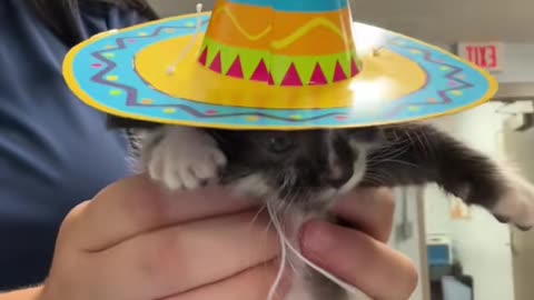 Curly Rocking the Sombrero