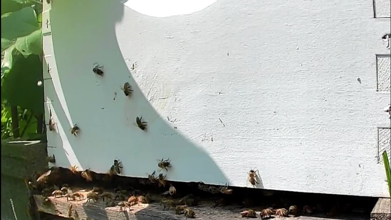 Bees on a Wednesday Morning