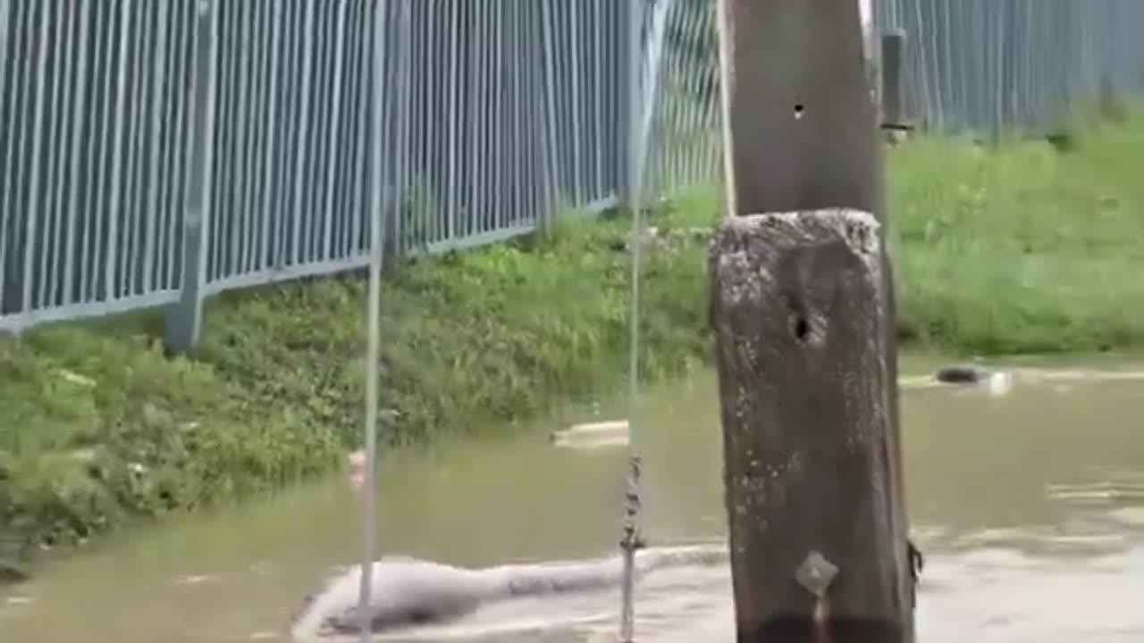 Giant snake, probably a Reticulated Python was seen bobbing around in Thailand 😳