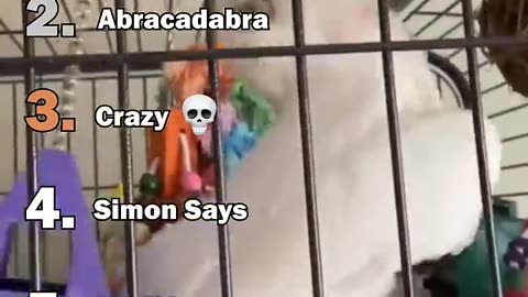 Parrot moments