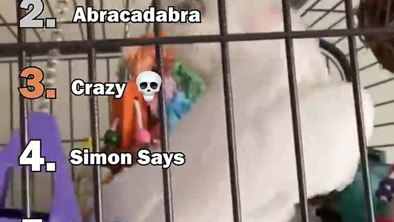 Parrot moments