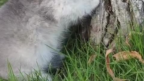 "Kitten’s Playtime Under the Tree — Too Cute to Miss!"
