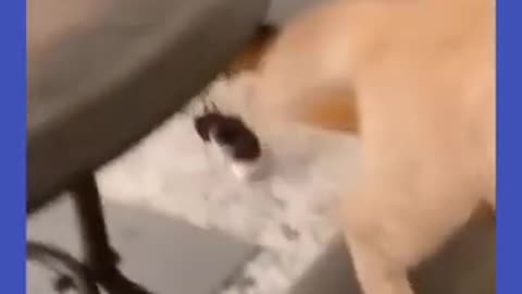 Cute and funny cats