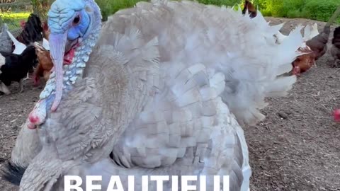 🤣🦃 My Pet Turkey Showing Off Like A Star! | FunFM
