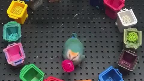 Intelligent parrot