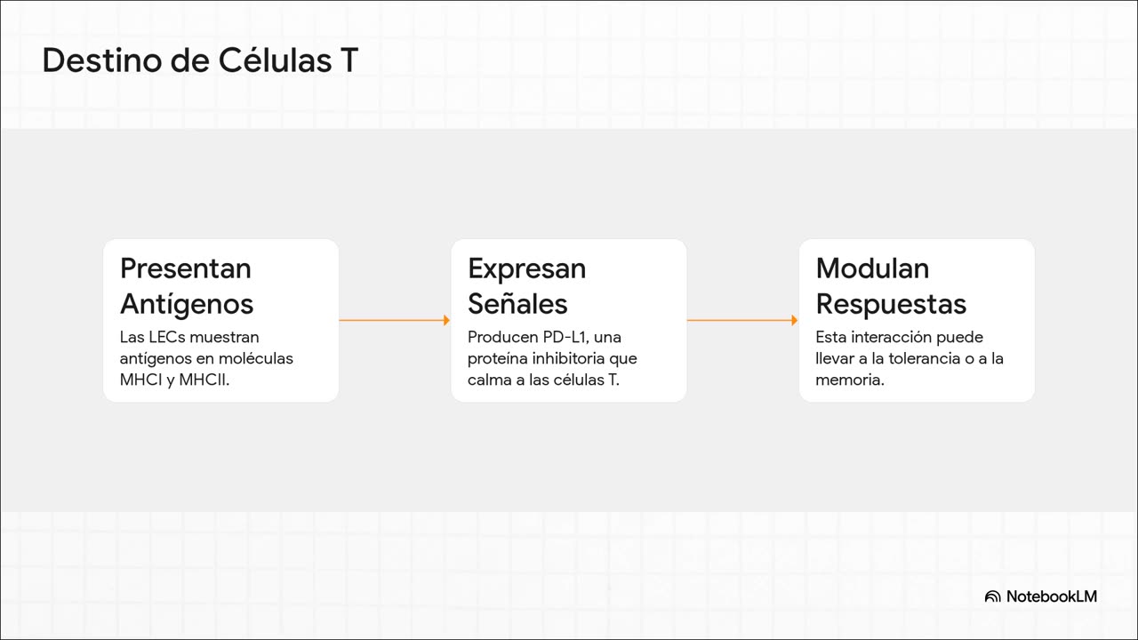 El Sistema Linfático