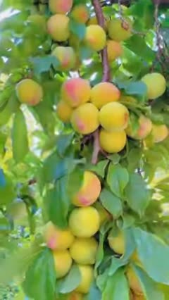 Natural Beauty of fruits and vegetables greenery #automobile #4knature