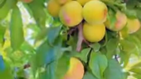 Natural Beauty of fruits and vegetables greenery #automobile #4knature