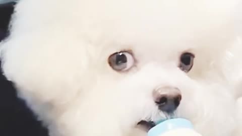 CUTE Lovely PUPPY 🥰😍😊❤️