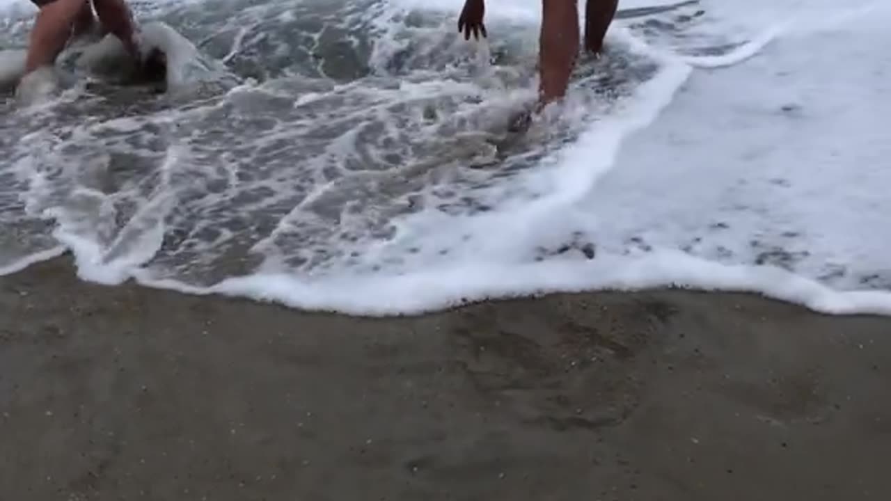 GIANT STINGRAY RESCUE
