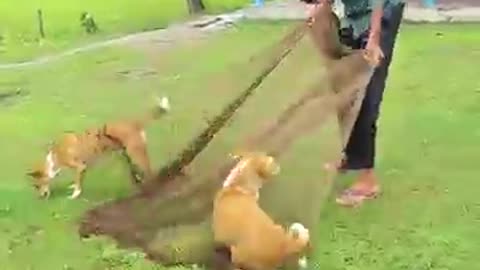 Amazing: Funny video #viral #funny #trending #viral #viralvideo #video #foryou #
