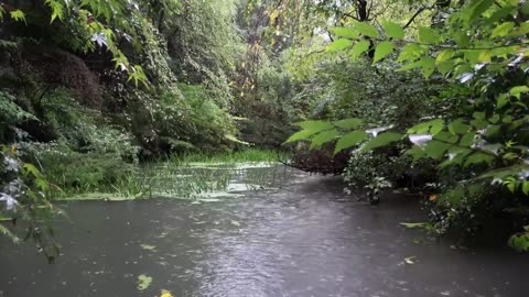 Relax to the sound of the rain