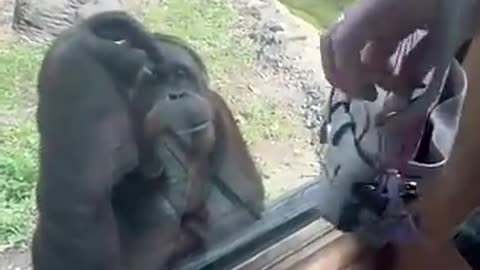 Cute animal, orangutan