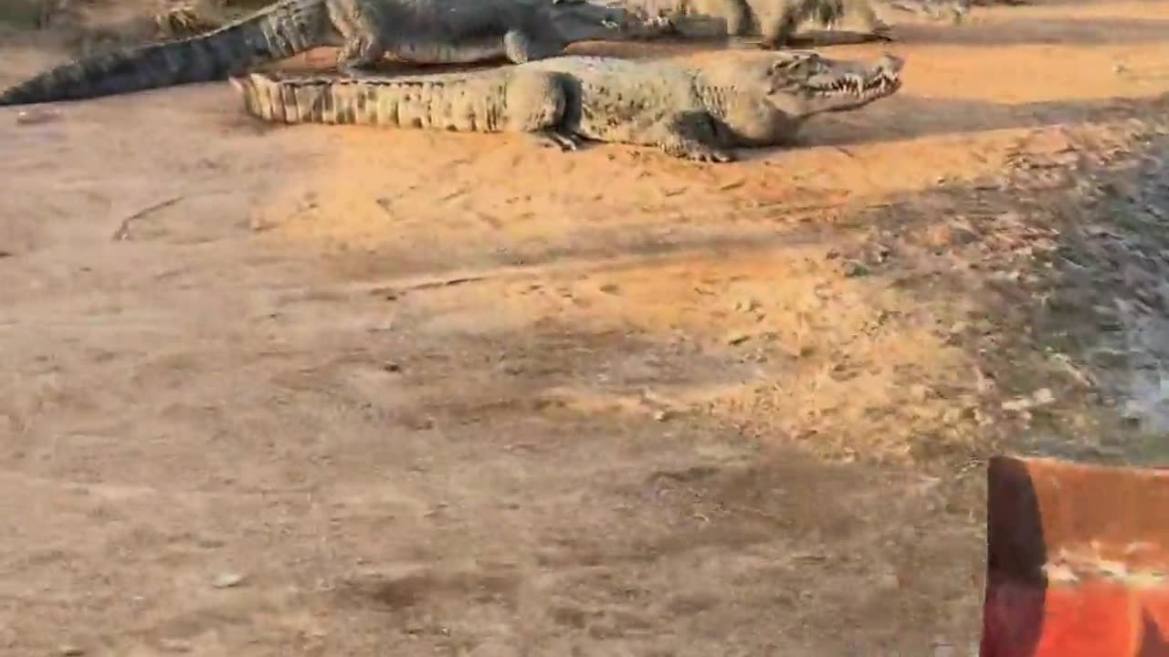 Watch me make a grand entrance