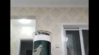 🐶😂 Dog Walks In At The PERFECT Moment! | FunFM