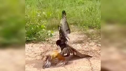 pic Bird Battle in the Wild — Feathers Fly Everywhere! 🐦💥