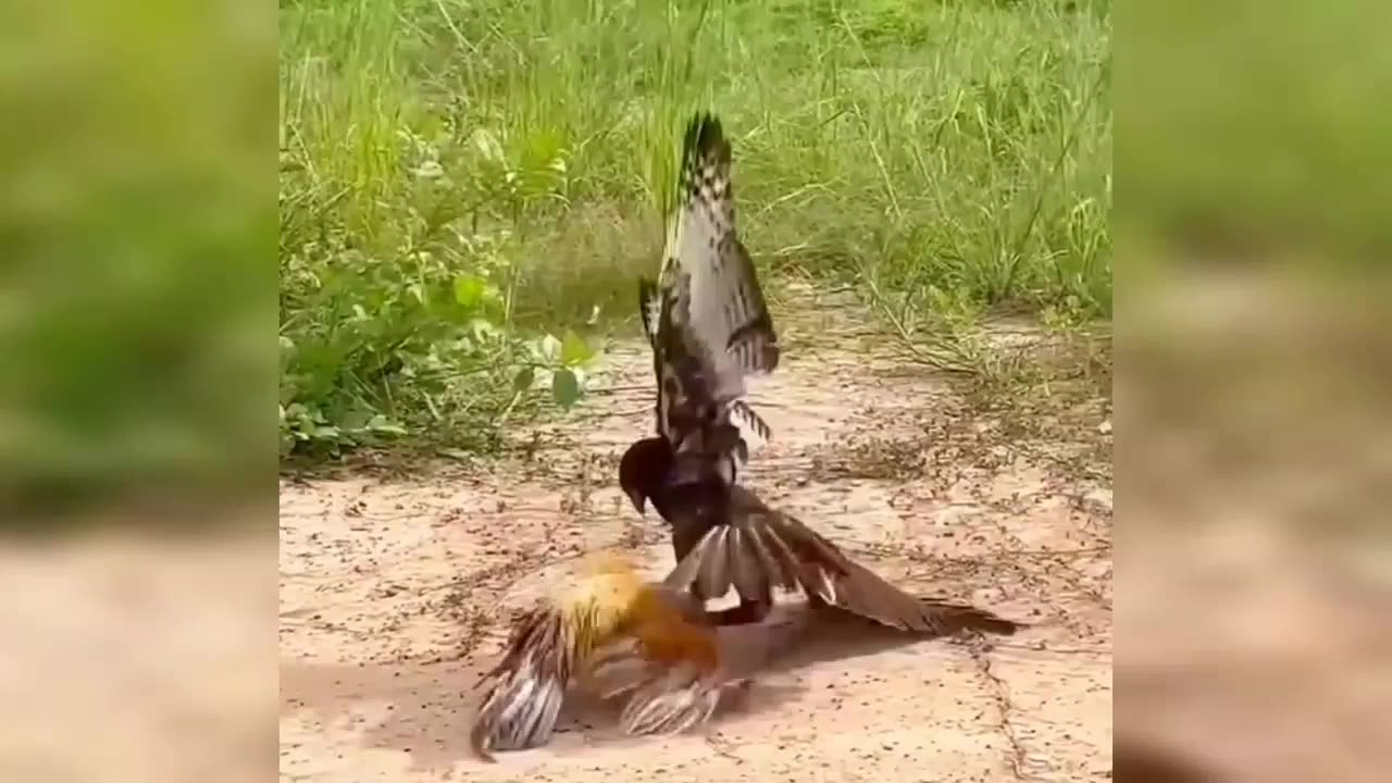 pic Bird Battle in the Wild — Feathers Fly Everywhere! 🐦💥