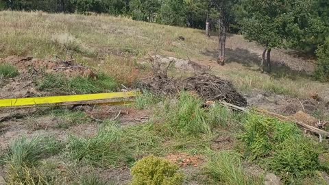 Tree Stump gathering & Hiking Photos.