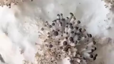 ✨🤯 Mushrooms Like You've Never Seen Before! | FeedMyCuriosity