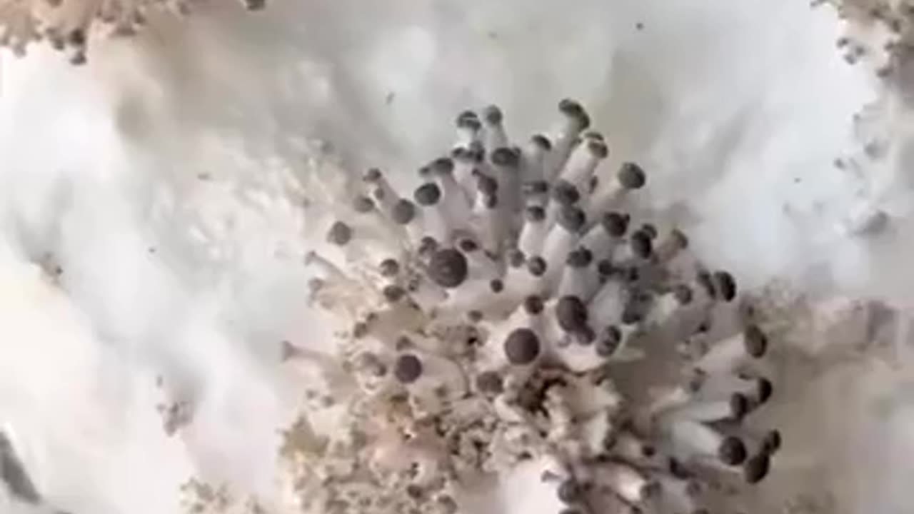 ✨🤯 Mushrooms Like You've Never Seen Before! | FeedMyCuriosity