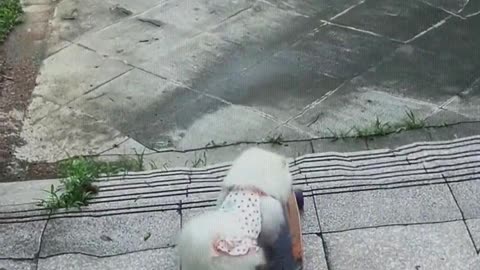 The dog plays skateboard.