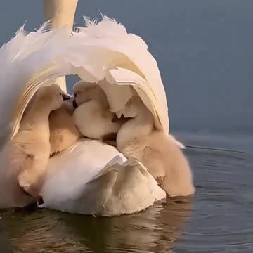 A mother swan swimming with her babies