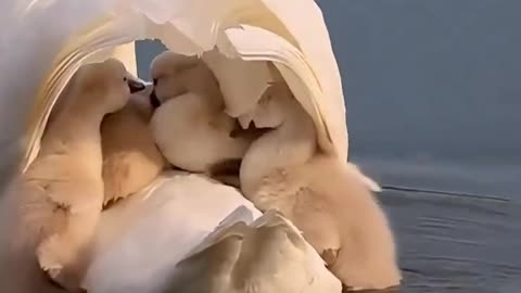 A mother swan swimming with her babies