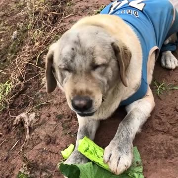 Delicious fresh vegetables 😊