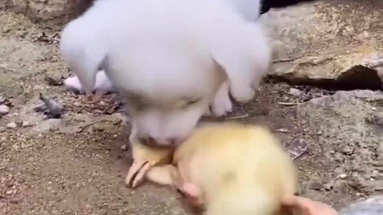 Made my day 😘🐶🐥♥️
