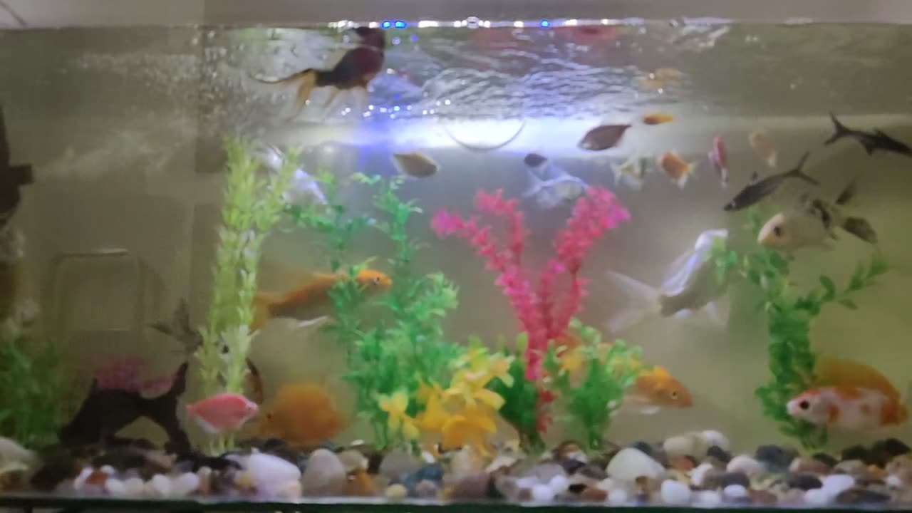 Fish