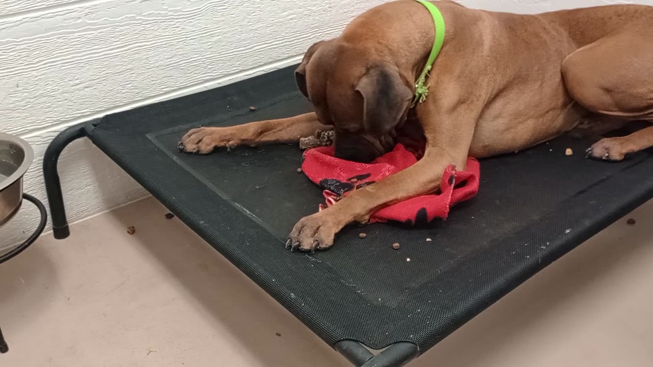 Bro Dale 6y A865547 ~busy but easygoing lovely groovy guy@TRN, from kennel 200 PACC shelter