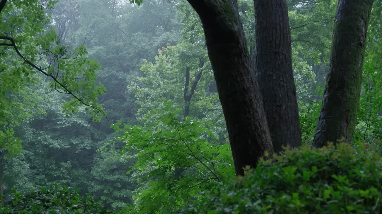 The beautiful forest is raining