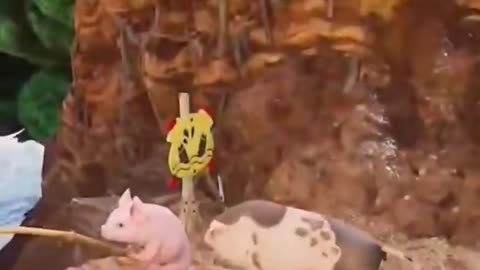 Piggies are taking over the world! Watch them rule with cuteness and fun! 🐷🌍🎉 #pig #funny #cute