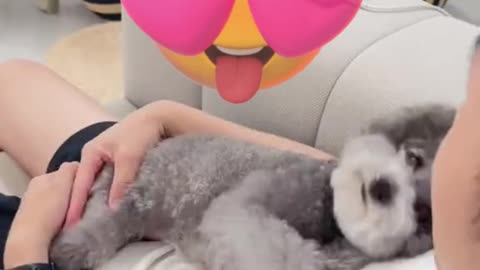 🐩 Cutest Poodle Puppies Ever! ❤️ Pick Your Favorite Fluffy Friend