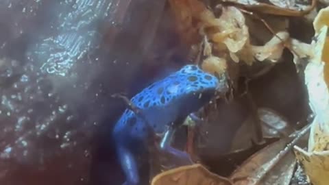 Valor, the blue poison dart frog, climbs out of his hiding spot for a quick snack! #weirdwildlife