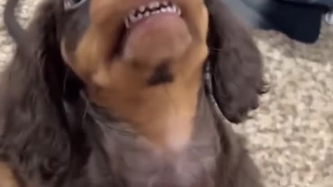 funny animal videos🤣😁🤣😁