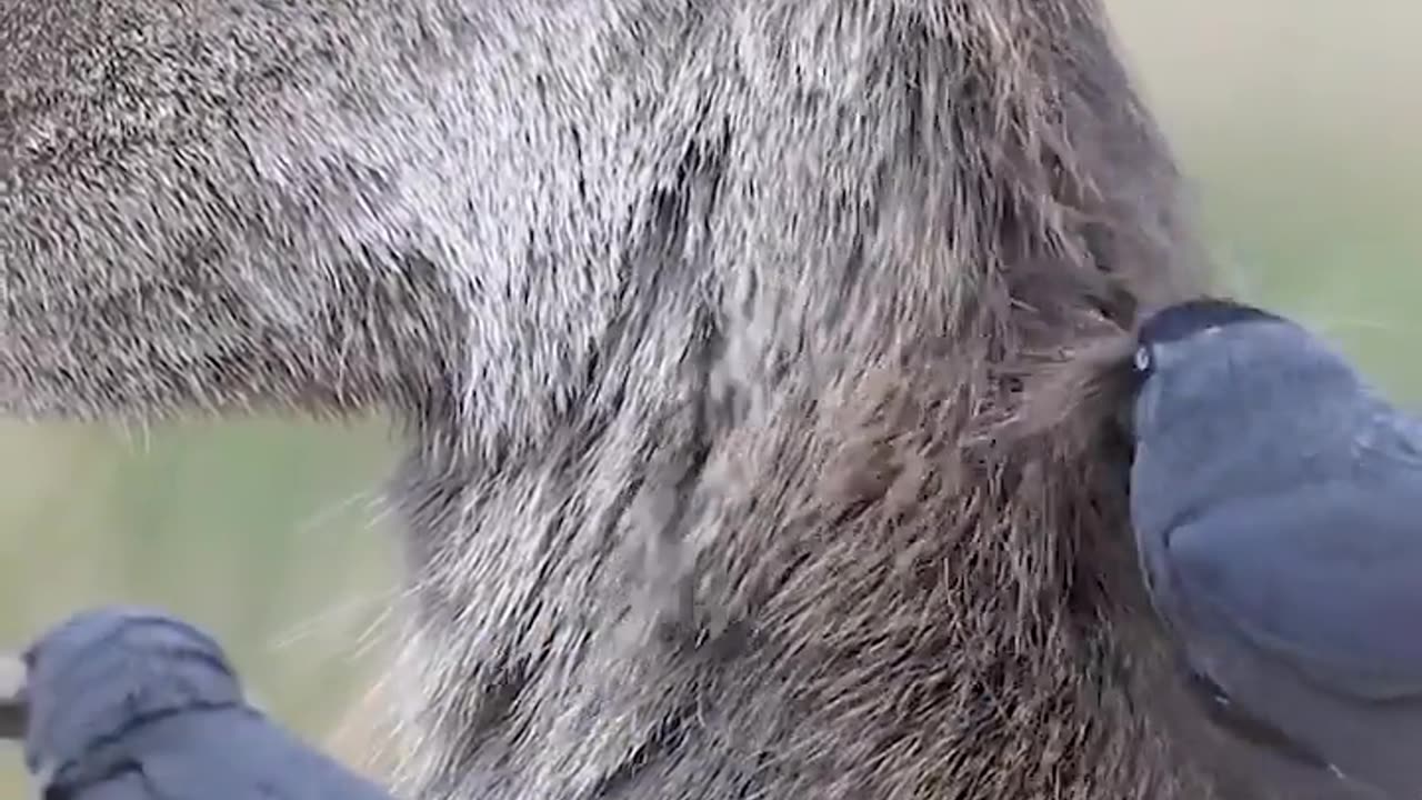✨🧠 Nature's Teamwork Will Blow Your Mind! | FeedMyCuriosity