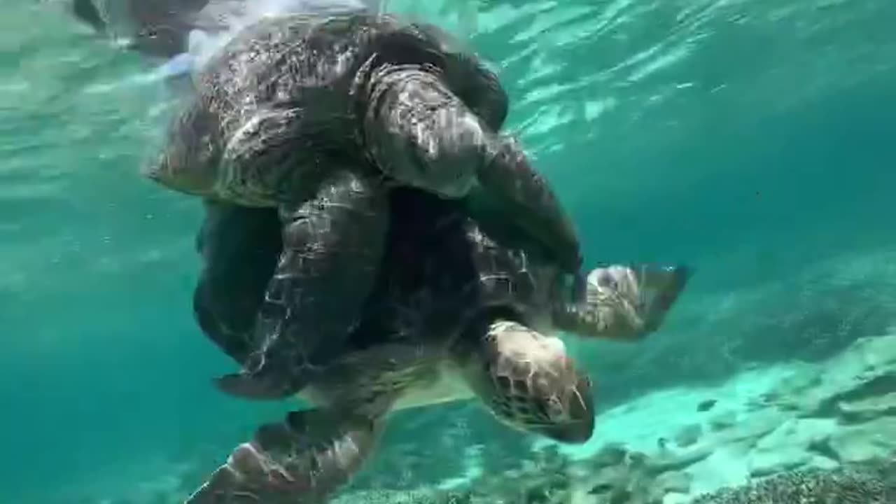 Turtles got a better love life than me🐢🩵