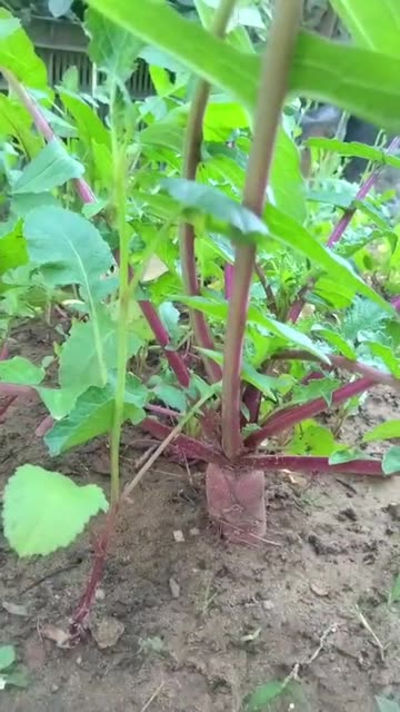 Growing Radish in My Farm | Fast Growing Vegetable 🌿
