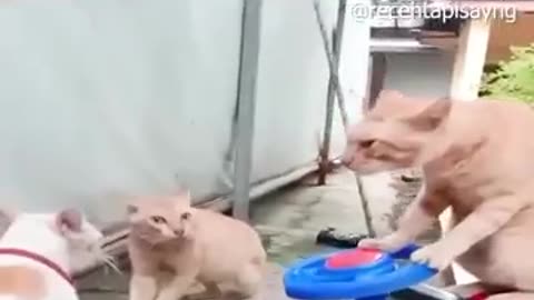 Try not to Laugh 514 #funny
