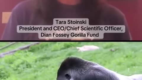 Expert weighs in on the 100 men versus 1 gorilla debate