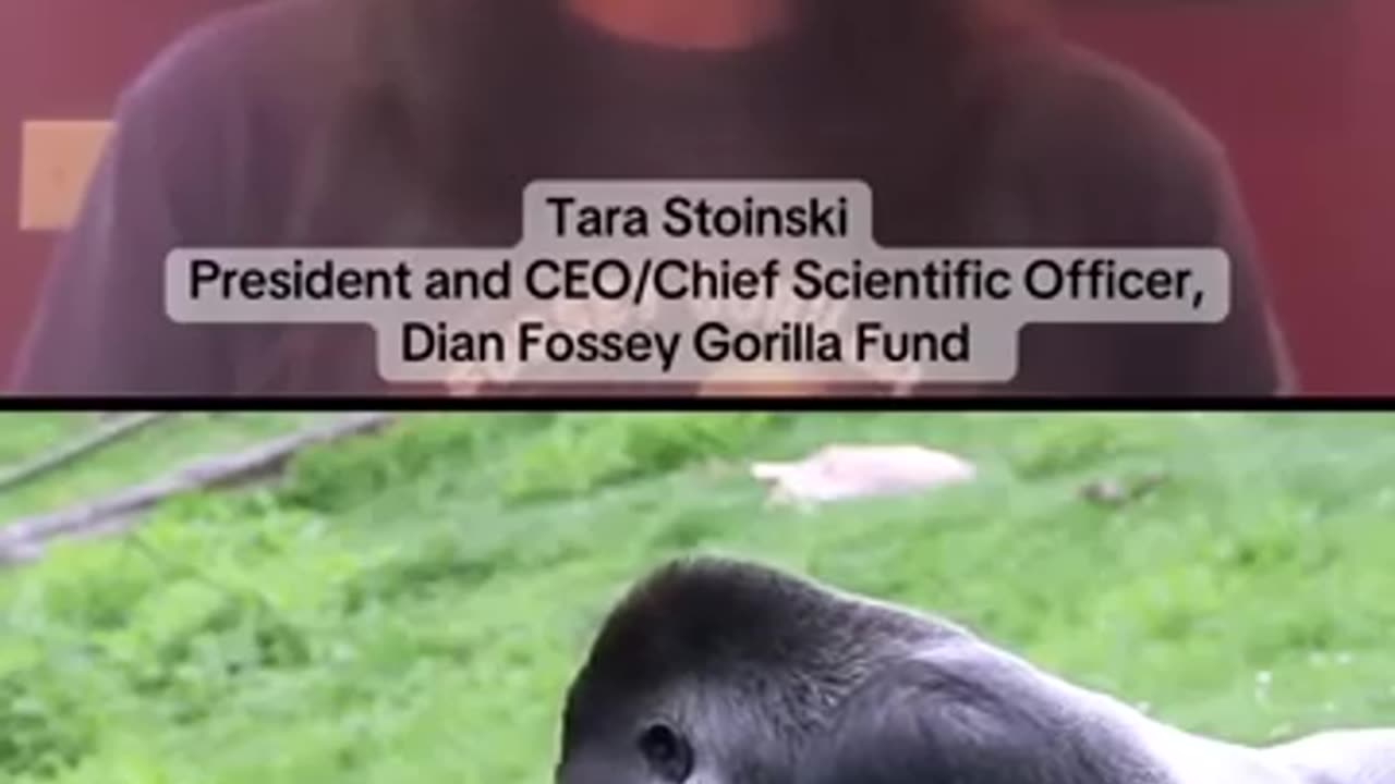 Expert weighs in on the 100 men versus 1 gorilla debate