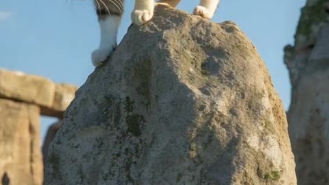 London Cat
