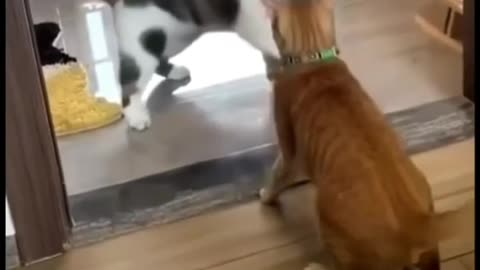 Funny fight amonge cats 🤣