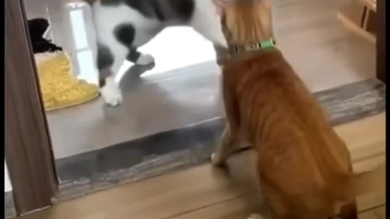 Funny fight amonge cats 🤣
