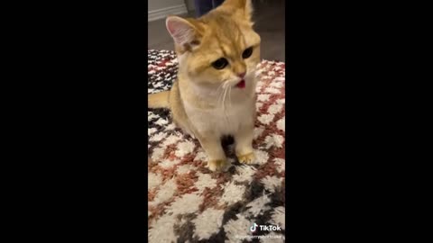 Funny Animal Videos