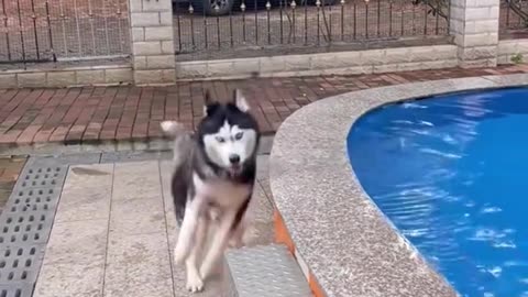 Funny video