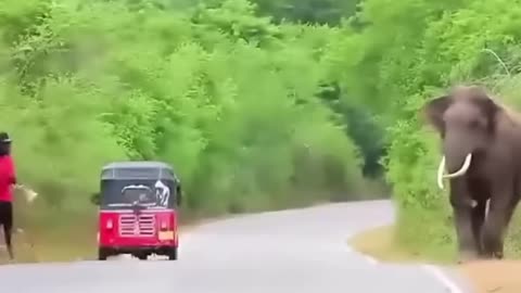 Wild elephant attack